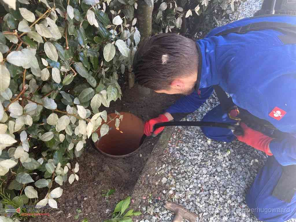 Rioolvliegjes Heerhugowaard